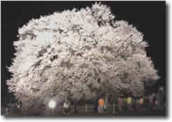 夜の大桜